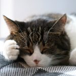 宝威体育登录入口的使用指南:注册、登录与功能介绍 94r0wt