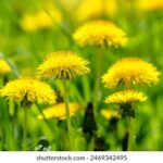 1999年全年完整开奖记录详细回顾 bc2snqxwq