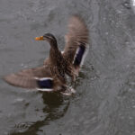 19直播时代:重塑社交与娱乐的新浪潮 kpd1lq