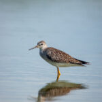 1994年开奖结果完整回顾与详细分析 mfwatc41