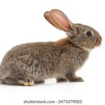 3D开奖历史开奖号码完整版数据统计 svu730