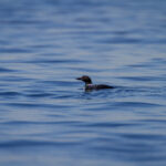 3d开奖历史开奖858前后关系深度解析与走势分析 z06ouk255